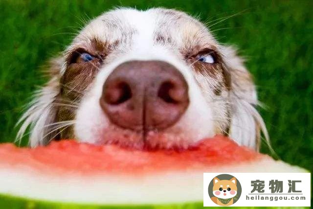狗狗可以吃什么水果（狗狗可以吃什么水果和不能吃什么水果）