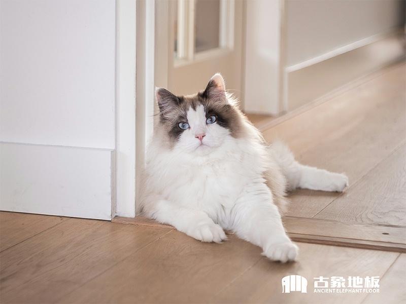 如何去除强化地板上的猫尿味？4招教你怎么处理才会没味道