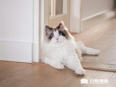 怎么去除强化地板上的猫尿味？4招教你怎么处理才会没味道