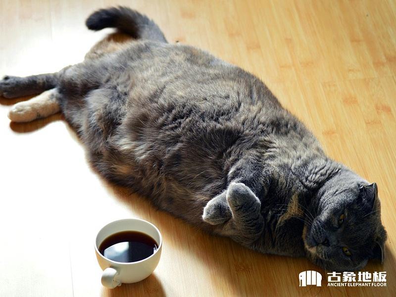 如何去除强化地板上的猫尿味？4招教你怎么处理才会没味道