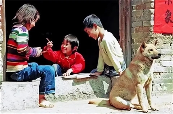 狗的尽头是中国土狗 若人类消失 5年内所有狗会长一个样