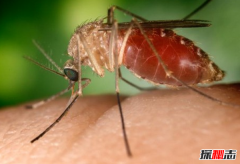 蚊子传播的疾病有哪些？蚊子可以传播的10大疾病(最致命)