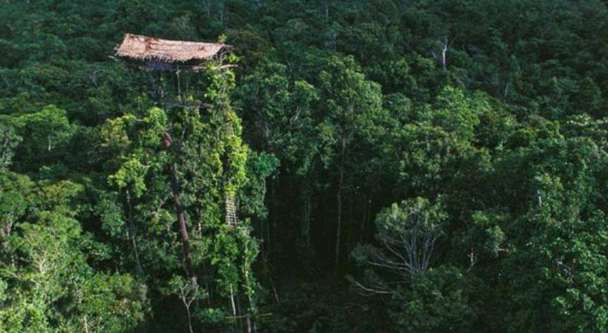 世界首个被公认的“栖树族”：房屋建在50米高树上