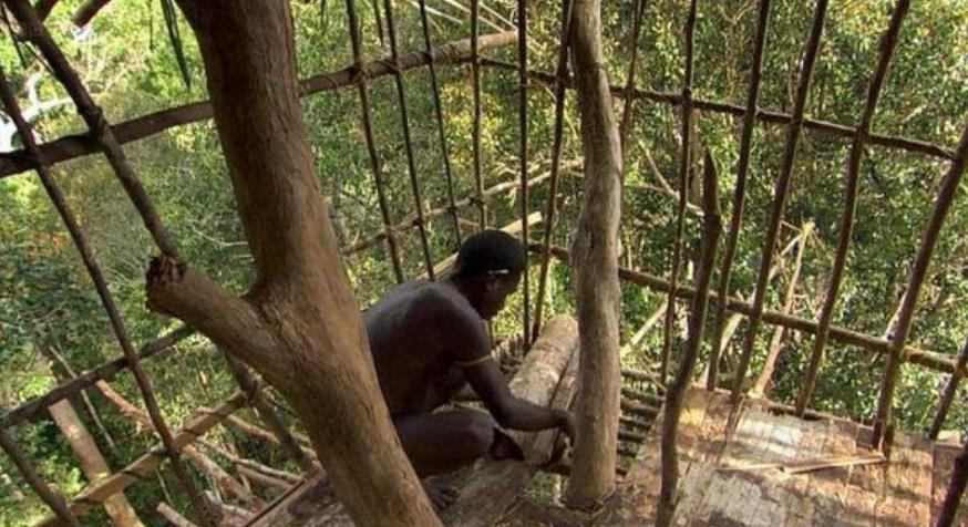 世界首个被公认的“栖树族”：房屋建在50米高树上