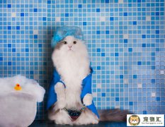 猫猫怎样洗澡(猫猫怎样洗澡视频教程)