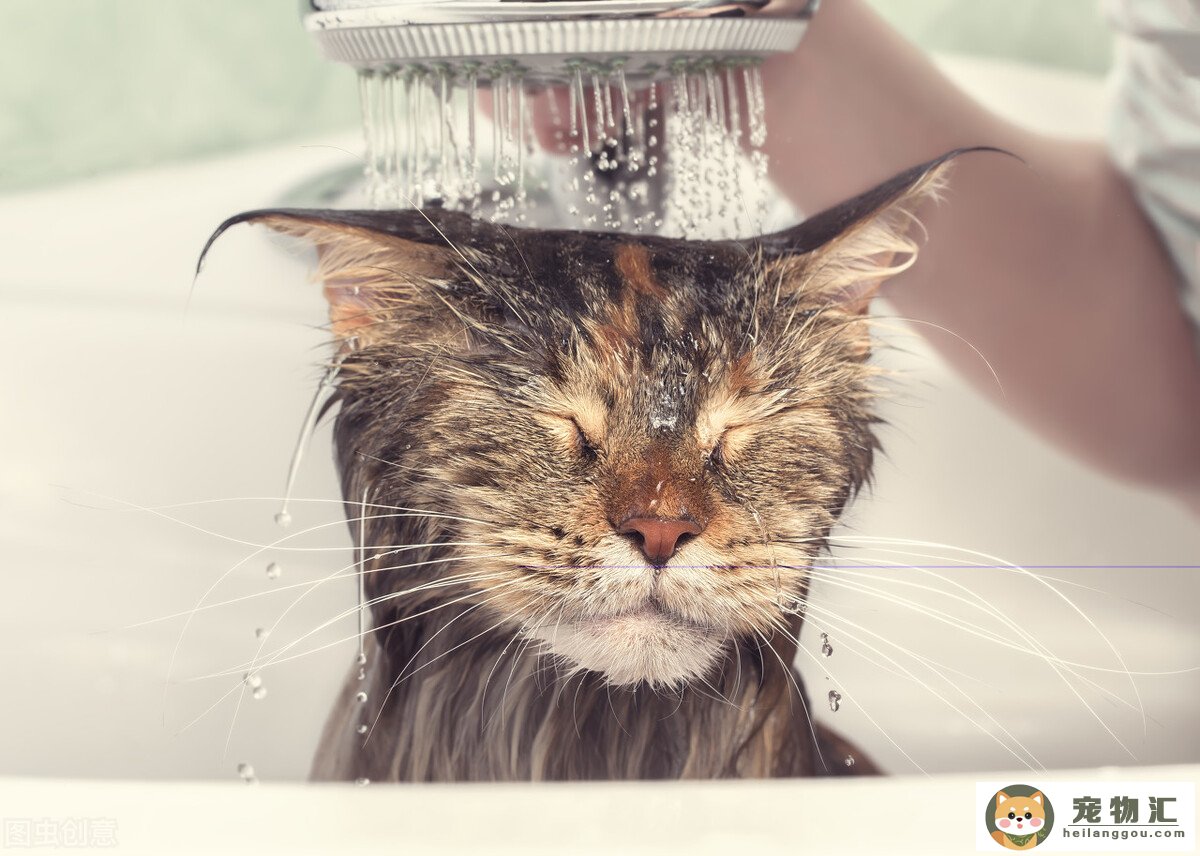 猫猫怎样洗澡(猫猫怎样洗澡视频教程)