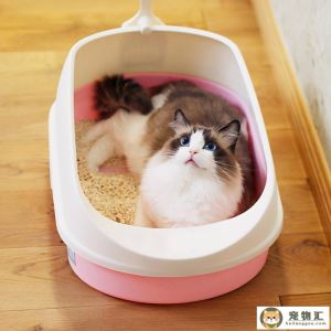 猫咪拉稀软便但精神很好(猫咪拉软便精神不好)