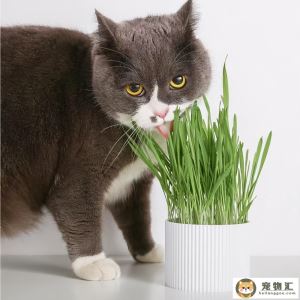 猫咪拉稀软便但精神很好(猫咪拉软便精神不好)