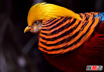 世界上最罕见美丽的十种鸟 红鹳上榜 第二寿命长达50年