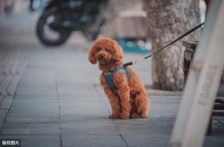 泰迪犬频繁吠叫背后的原因，主人要重视了！