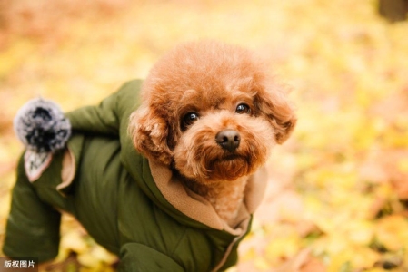 泰迪犬频繁吠叫背后的原因，主人要重视了！