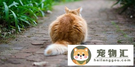 猫弓背身子并且尾巴上翘(猫弓身子翘尾巴是什么情况)