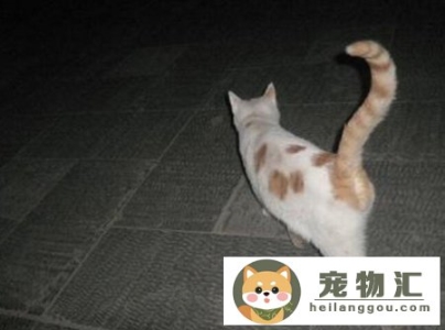 猫弓背身子并且尾巴上翘(猫弓身子翘尾巴是什么情况)