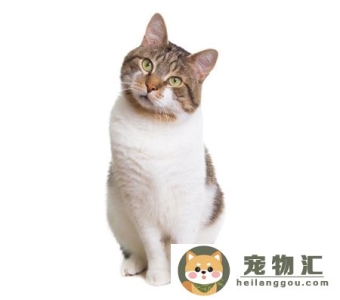 猫弓背身子并且尾巴上翘(猫弓身子翘尾巴是什么情况)