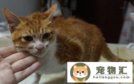 猫弓背身子并且尾巴上翘(猫弓身子翘尾巴是什么情况)