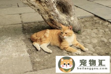 猫弓背身子并且尾巴上翘(猫弓身子翘尾巴是什么情况)