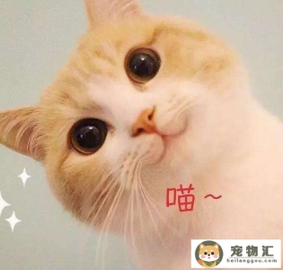 猫咪老是叫唤的原因是什么(猫咪老是叫唤的原因是什么呢)