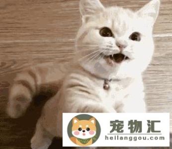 猫咪老是叫唤的原因是什么(猫咪老是叫唤的原因是什么呢)