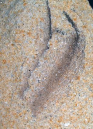贵州发现2.44亿年前大型盘州暴鱼