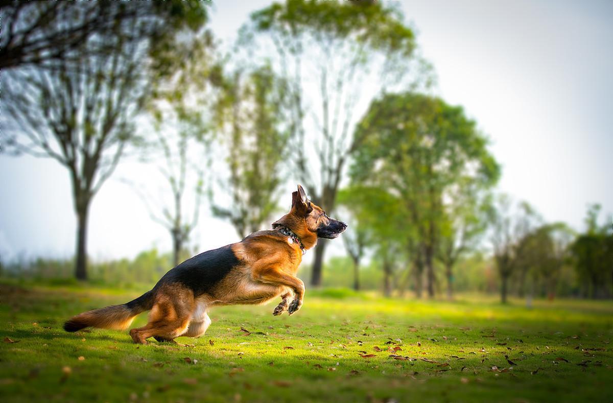 德国牧羊犬真的可怕吗？5个要点揭示其真实面貌