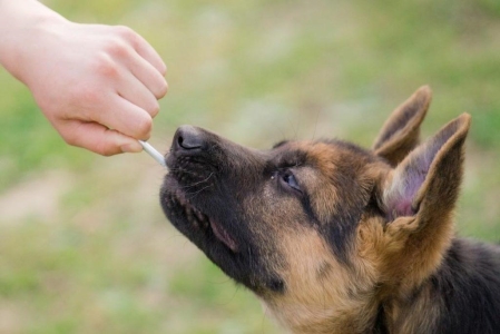 德国牧羊犬真的可怕吗？5个要点揭示其真实面貌