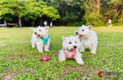 幼犬一天一个蛋黄好吗 吃什么比较好