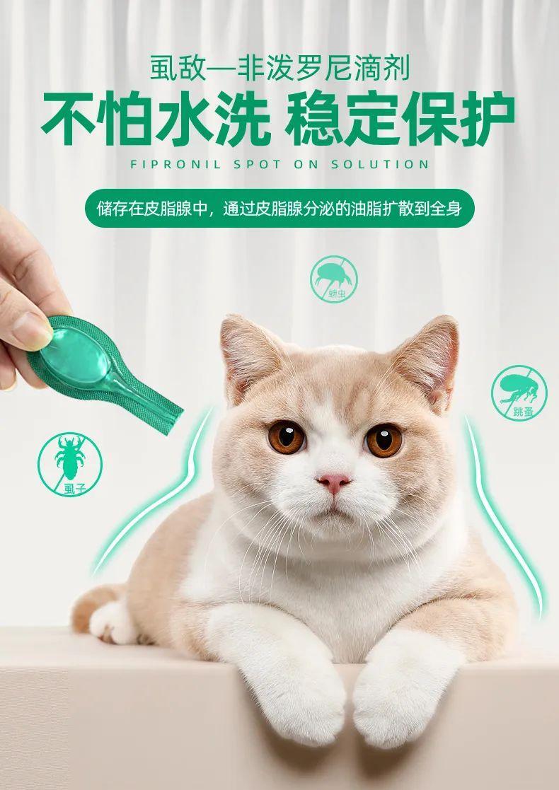 夜猫子闹腾？4个方法帮你搞定夜间活跃的猫咪