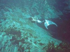 史上十大最受争议的照片：“深海人鱼”居首