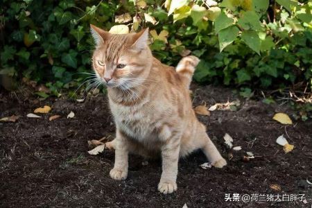 猫咪随意排泄的10个常见原因及应对策略