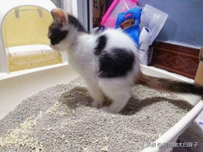 猫咪随意排泄的10个常见原因及应对策略