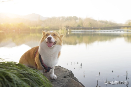 狗狗睾丸红肿脱毛？阴囊皮炎的识别与快速解决方案