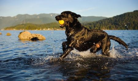 十大搜救犬品种盘点：拉布拉多犬位列其中