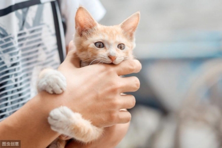 猫孢子丝菌病是什么？如何诊断治疗和预防（猫孢子菌会传染给人吗）