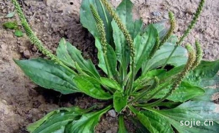 春季养生常吃野菜 健康的野菜菜谱推荐