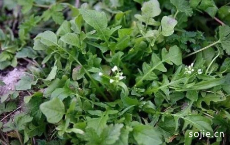 春季养生常吃野菜 健康的野菜菜谱推荐