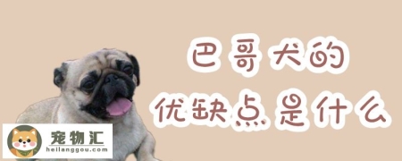 巴哥犬的优缺点是什么