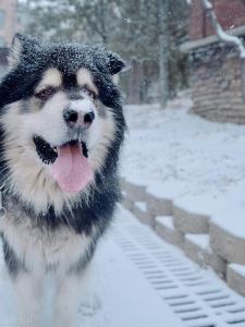 阿拉斯加雪橇犬：宠物狗系列中的佼佼者