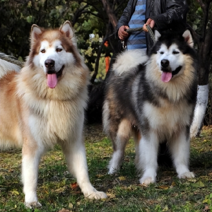 宠物健康小贴士：阿拉斯加犬腹泻应对策略