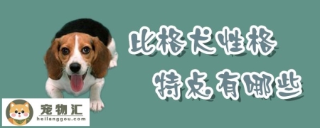 比格犬性格特点有哪些