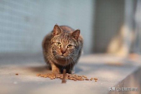 猫咪如何体外驱虫？猫咪感染体外寄生虫的危害