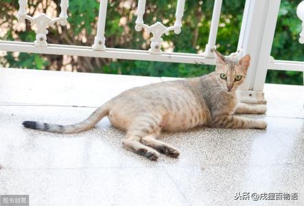 猫咪如何体外驱虫？猫咪感染体外寄生虫的危害