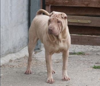 中国本土的霸气斗犬：骨嘴沙皮犬的风采