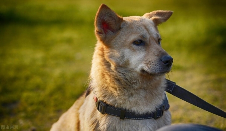 6种最适合家庭饲养的狗狗品种，你的爱犬入选了吗？