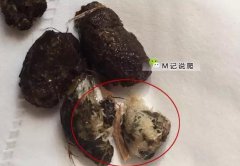 陆龟患线虫内寄，该用南瓜籽还是肠虫清？（乌龟寄生虫线虫）