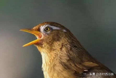 画眉鸟突然不叫了咋办？解决方法在这里