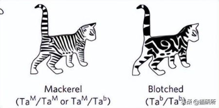 英短和美短算亲戚吗？盘点猫咪间的亲缘关系