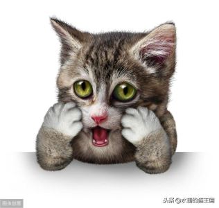 猫感觉过敏也是一种病？猫咪发病时可能会攻击主人？