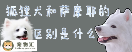 狐狸犬和萨摩耶的区别是什么