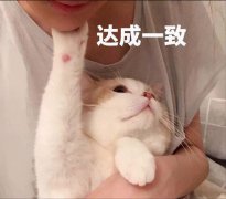 盘点最多猫用的名字，你家猫撞名了吗？