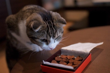 千万别给猫咪吃这几种食物，轻则生病，重则丧命